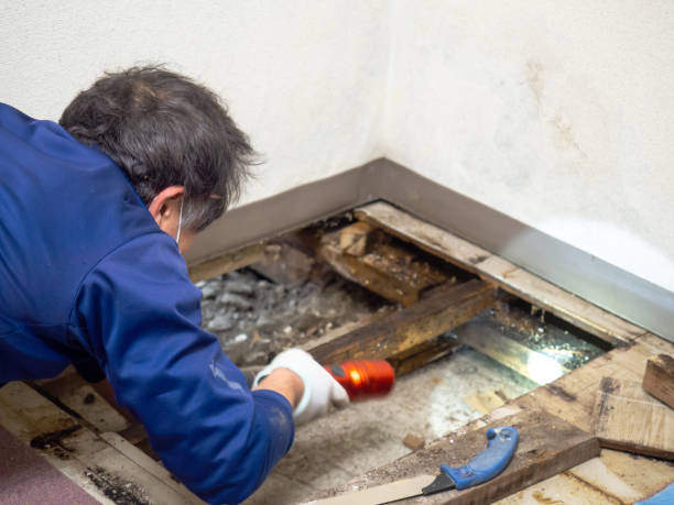  Los Alamos, CA Mold Removal Pros