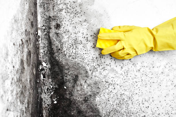 Mold Removal Process in Los Alamos, CA