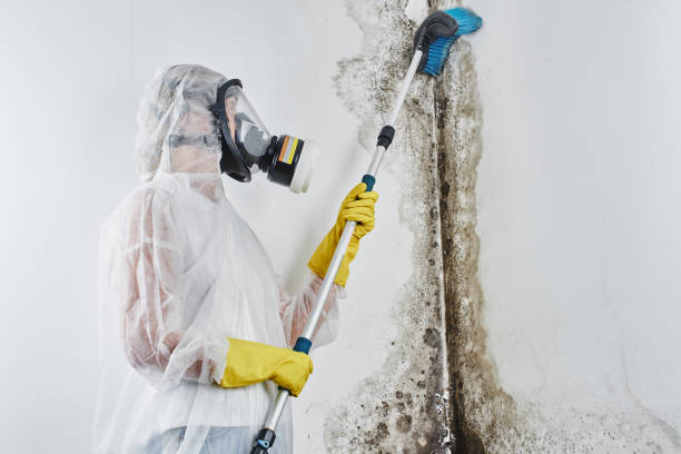 Best Mold Removal Near Me  in Los Alamos, CA