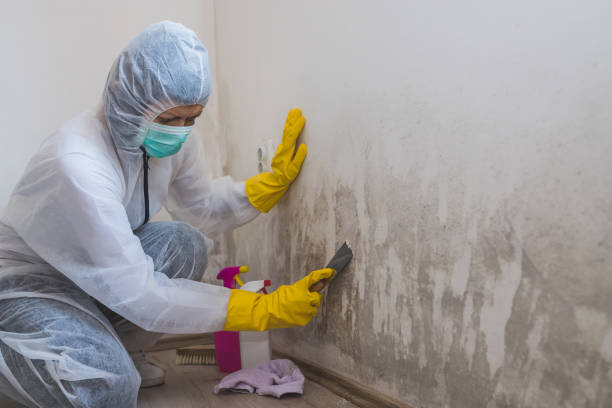 Best Black Mold Removal  in Los Alamos, CA