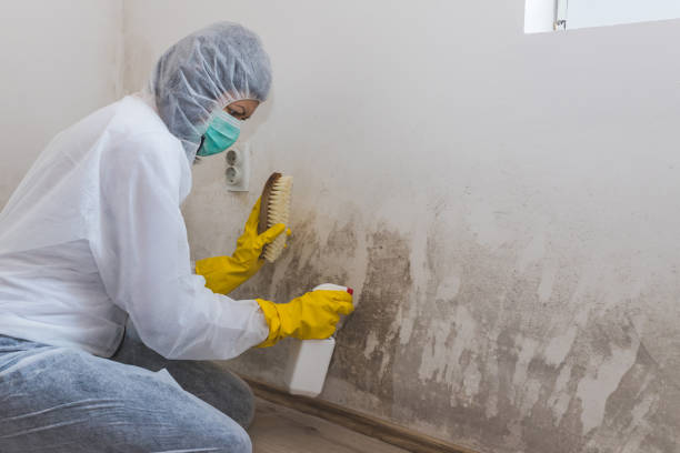 Best Toxic Mold Removal  in Los Alamos, CA