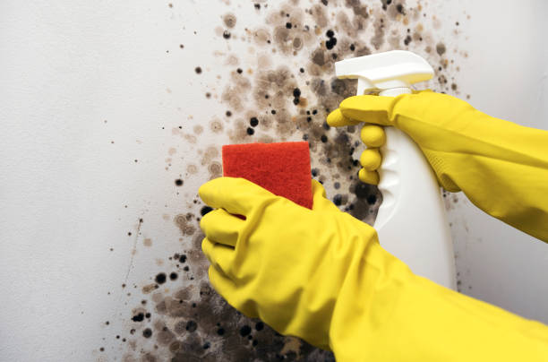 Crawl Space Mold Removal in Los Alamos, CA