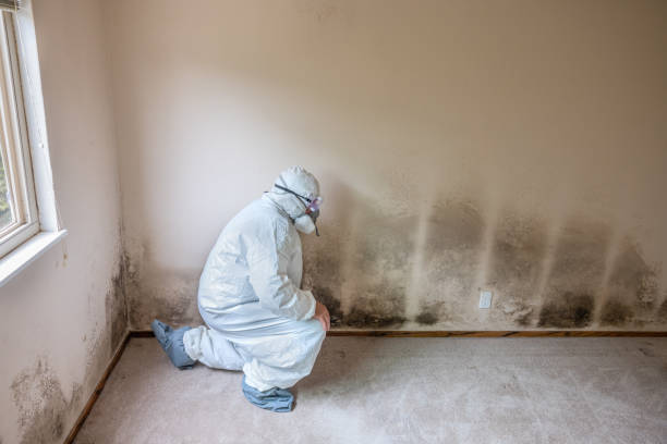Best Crawl Space Mold Removal  in Los Alamos, CA