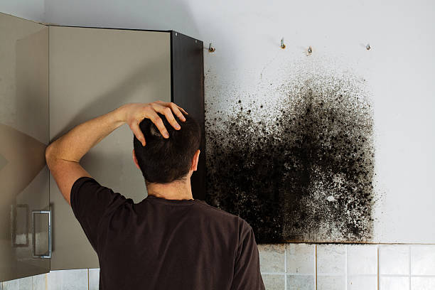 Trusted Los Alamos, CA Mold Removal Experts