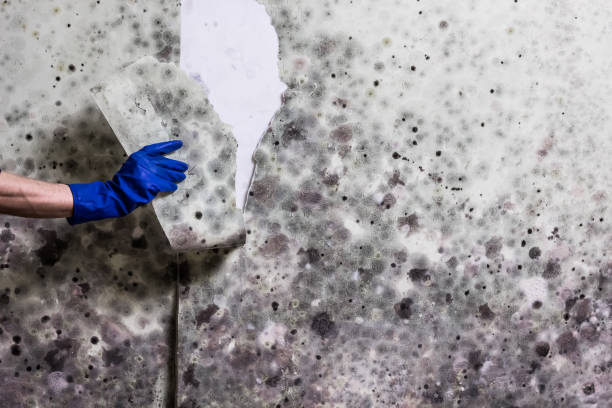 Best Black Mold Removal  in Los Alamos, CA