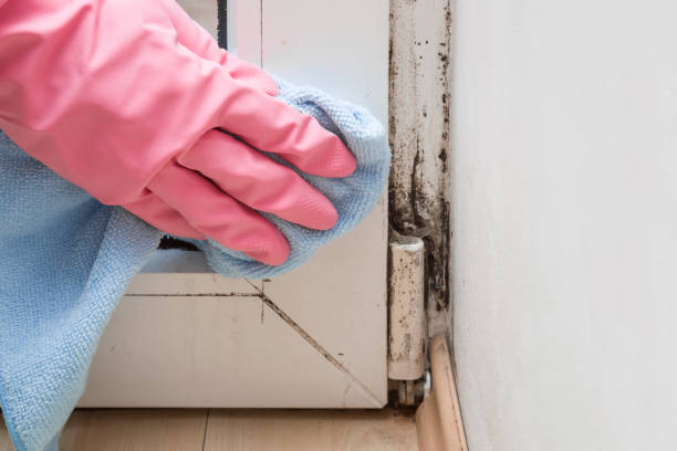 Los Alamos, CA Mold Removal Company