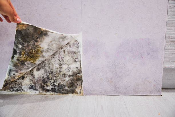 Best Mold Removal Company Near Me  in Los Alamos, CA